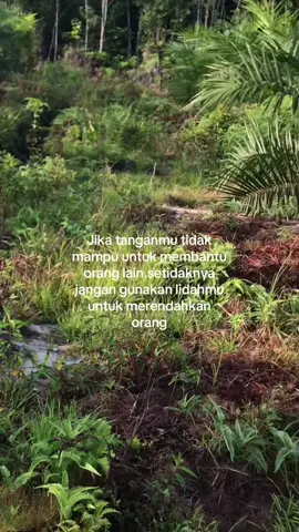 #fypp #sawit #masukberanda #fypp 