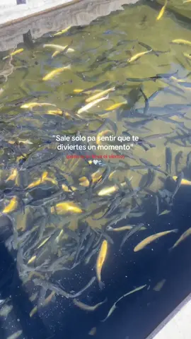 Siempre me sentiré identificada con esa canción.🤍 #ivancornejo #foryoupage #saleparaserfeliz #fraces #paratii #fypp @Ivan bruh 