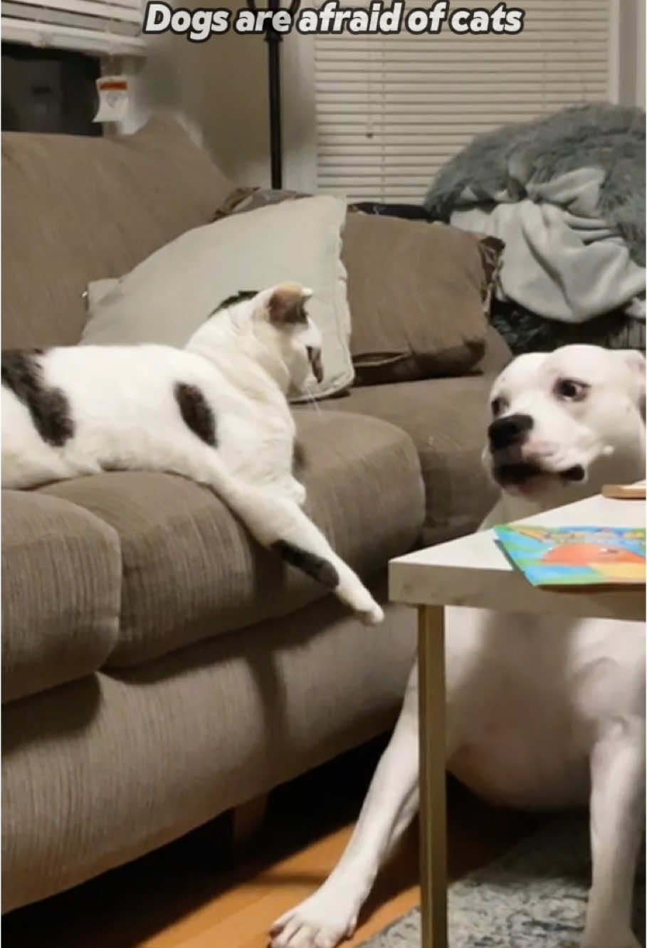 When your ‘tough’ dog meets a cat for the first time... fear unlocked! 🐱 #TraumaActivated