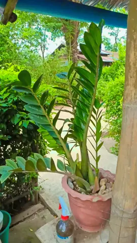 #ကျောက်စိမ်းဂမုန်း ပွင့်နေပါပီ ရွှေတွေငွေတွေလာဒ်တွေပိုတိုးလို့ဝင်လာပါပြီ....##