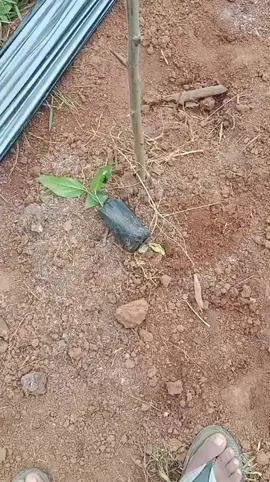 kita gasss lagi kembangkan untuk para petani tanam cabe jamu👍👍👍 #petanimuda #petaniindonesia🇮🇩🇮🇩🇮🇩🌿🌿 #lampung #lampungtiktok #lampungpride 