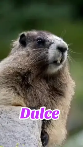 #VoiceEffects #respondiendocomentarios @angela  #foryoupage #foryour #paratii #🔥 #ardillaquegrita #nombre #dulce 