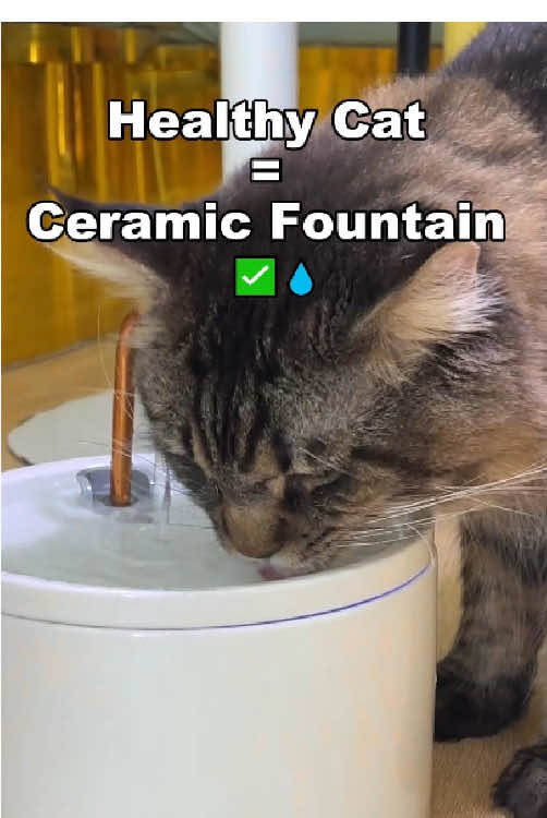 Cat fountain #fyp #pet #dog #cat #cats 