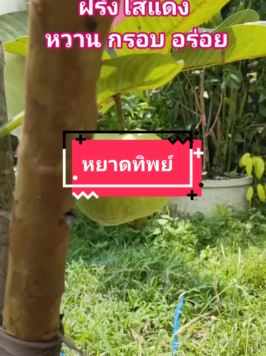 ฝรั่งไส้แดง สายพันธุ์หยาดทิพย์ หวาน กรอบ อร่อย#ความสุขของฉัน #ความสุขเล็กๆ #สตอรี่ความรู้สึก #รับสิ่งดีๆในทุกๆวัน #ความสุขที่หาซื้อไม่ได้ #อร่อยบอกต่อ #ฝรั่งไส้แดง 