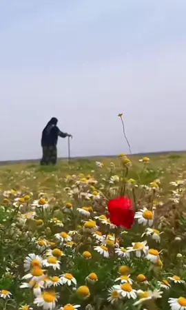 #أمي_اليا_شافت_خيالي_تهلي #اكسبلور #اكسبلورر #راشد_الفريح #mom_diary #اكسبلوررر #اكسبلوررررررر #اكسبلور_تيك_توك #ترند_تيك_توك #اكسبلورexplore 