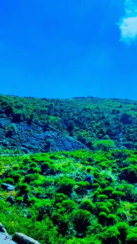 BUURALEYDA SHEEKH #Mnsr #Foryou #Somaliland #Fyp #foryoupage #Somaliland #Fyppage #Somalitiktok #Fyp 