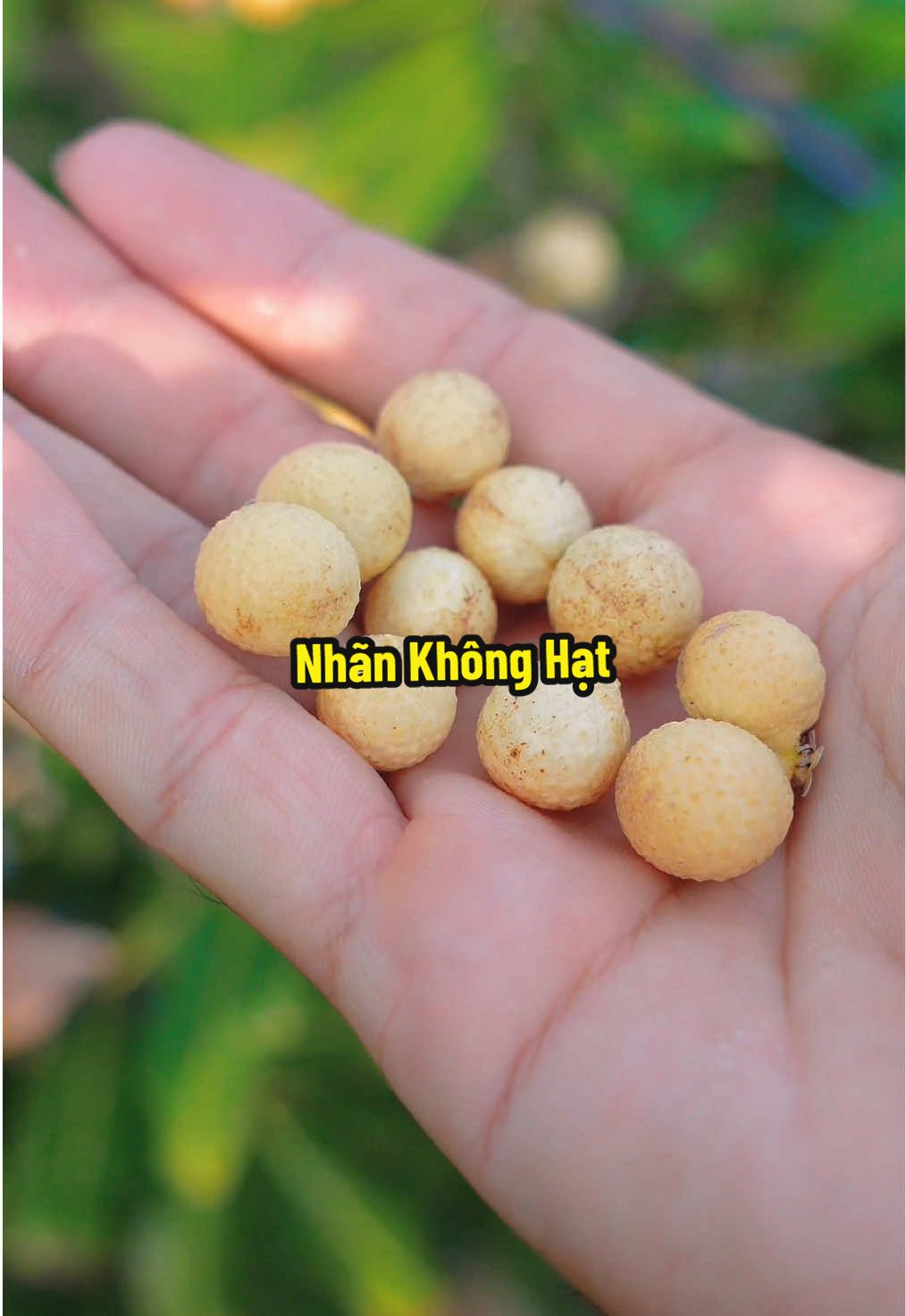 Trái Nhãn Không Hạt - Còn Giống Gì Tui Không Biết Nha 😹 #hienonha 