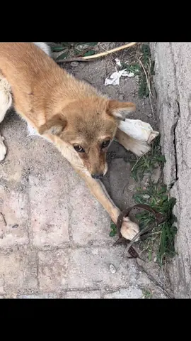 Rescue poor dog #pet #xuhuong #fyp #trending #dog #dogsoftiktok #PetsOfTikTok 
