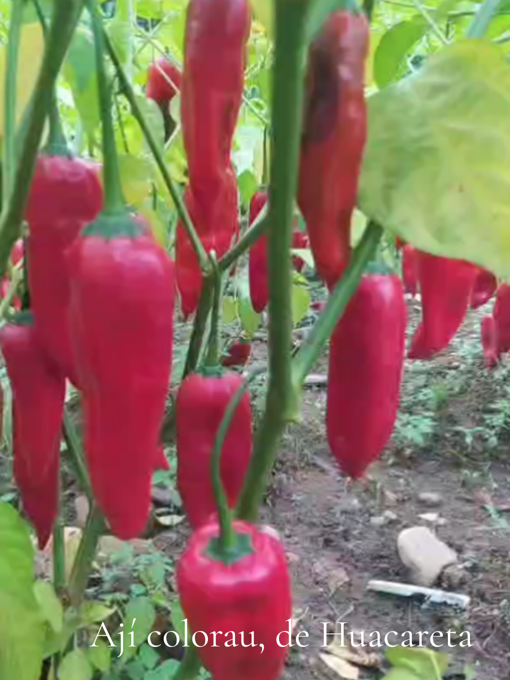 #produccionagricola #bolivia🇧🇴 #huacareta #chacochuquisaqueño 