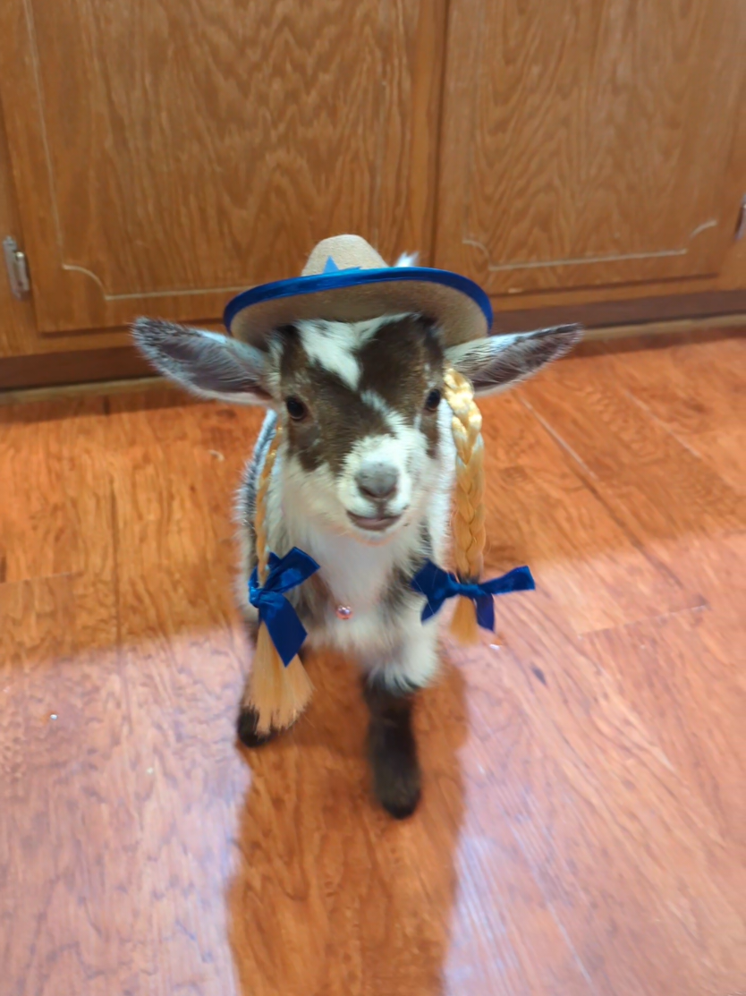 Best purchase ever ❤️ Roxie is the cutest little cowgirl in Wisconsin! @Andy Peterson #goatsoftiktok #cowgirl #housegoats #wisconsin #takemymoney #gr8fulroots #dressup #1 #stop #cutest #braids 