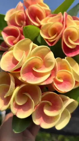 บันทึกความสวยของน้อง #โป๊ยเซียนวิลัยพร 