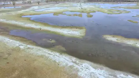 🌸Witness a miracle of life at China’s largest desert freshwater lake. 🍀As temperatures rise, rare birds in #Shaanxi’s Hongjiannao National Nature Reserve enter breeding season. 🦢With AI bird recognitioning and real-time monitoring, the reserve tracks nest distribution, water levels and food availability, ensuring species like grey herons and Eurasian spoonbills breed safely.💕
