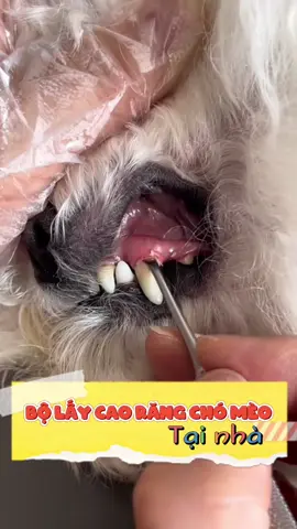 Bộ lấy cao răng chó mèo tại nhà không cần gây mê. Giảm hôi miệng và rụng răng sớm cho chó mèo #cute #cutedog #puppy #puppydog #fyp #animals #doglover #dog 