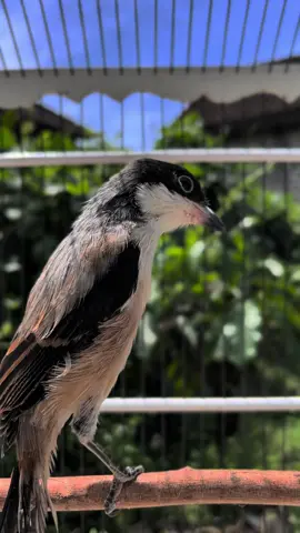 siapa tau jadi ss satu bg 🗿                           #cendetmaniaindonesia #cendetjatim #cendetmanianusantara #cendeters #fyppppppppppppppppppppppp #kicaumania #cendetmadura 