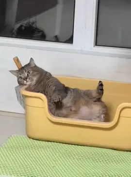 The unique way of cat #cat #funnycat #cats #funnyvideos #fyp 