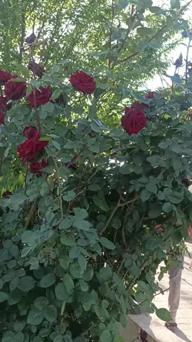 #🌹🌹♥♥🥰🥰 #سوريا_تركيا_العراق_السعودية_الكويت 