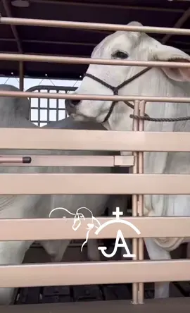 #ranchomendoza14 #ayaenelrancho🇲🇽🌵♥️ #elpatron #🐂🤠💯 #🐮🐮🐮🐮🐮🐮🐮🐮🐮🐮🐮🐮🐮🐮🐮🐮🐮🐮🐮🐮🐮🐮 #🐂🤠💯🌾 #guadalajarajalisco🇲🇽 #🐂🇺🇸🇲🇽 #🧬 #cowboy #viral_video #ayaenelrancho🇲🇽🌵♥️ 