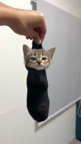 Its so cute🥰🥰#cute #cutebaby #❤️❤️  #pourtoiii #kawaii #chat #kittensoftiktok #kitten #cutecat #fyp #kittens #kitty #snow #pets #PetsOfTikTok #animal #animalsoftiktok #mignon 