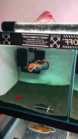 Air keruh itu tanda ada yang salah. Yuk cek filter, kurangi pakan, dan rutin ganti airnya.🫧🐟 #ikanhias #hoby #aquarium #aquascape #aquascaper #predatorfish #ikanpredator #snakehead #channa #filteraquarium #channastewarti #channaindonesia 