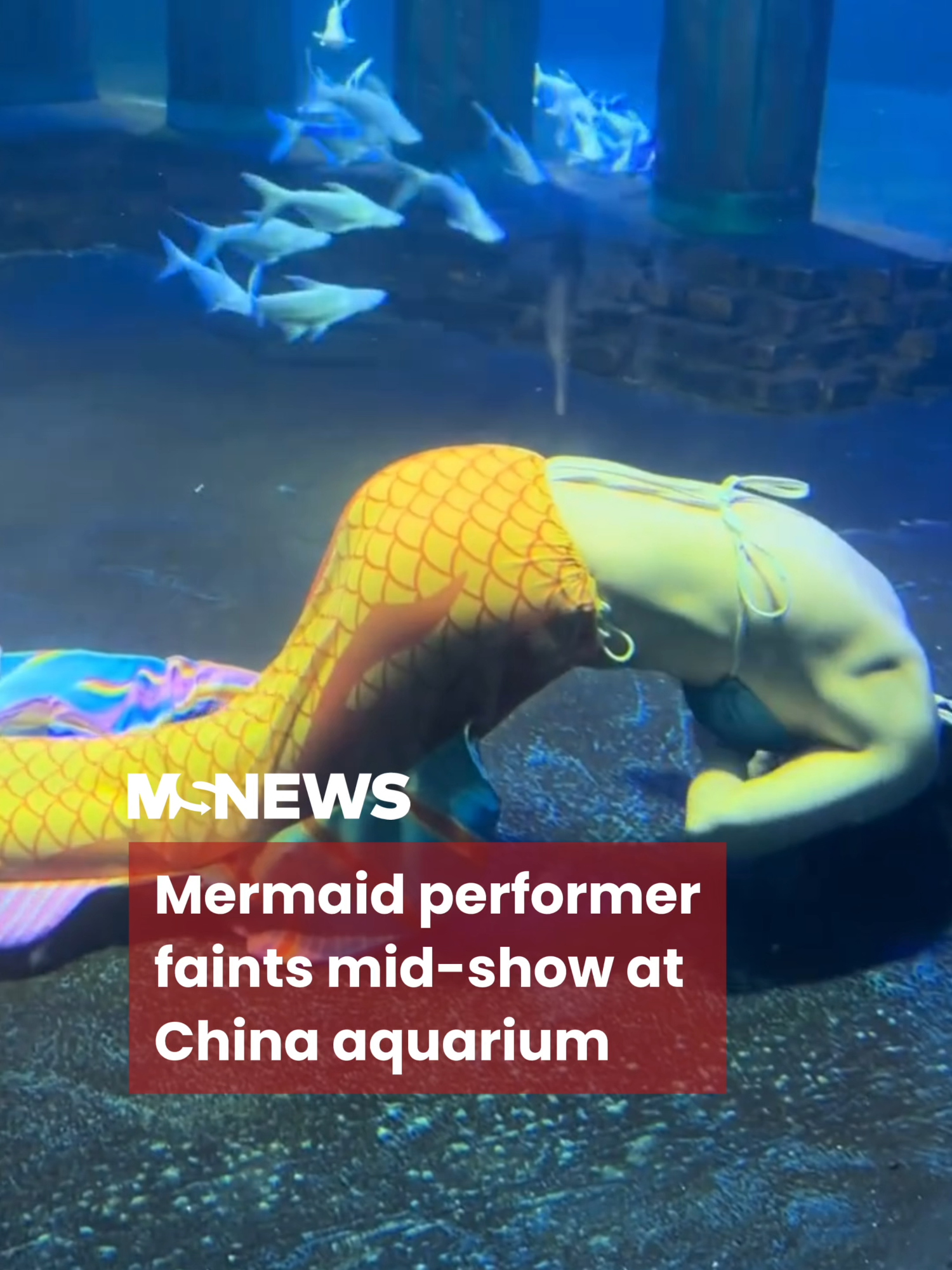 The aquarium has suspended all shows while safety checks are being carried out. #mustsharenews #tiktoksg #fypsg