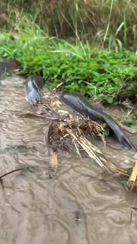 #កម្របានឃើញណាស់ #វីដេអូប្លែកៗ #ត្រីធំណាស់បងប្អូន🤣 #🌾🌾🌾 #🍀🍀🍀 #🐋🐋🐋 #🙏🙏🙏 #👍👍👍 