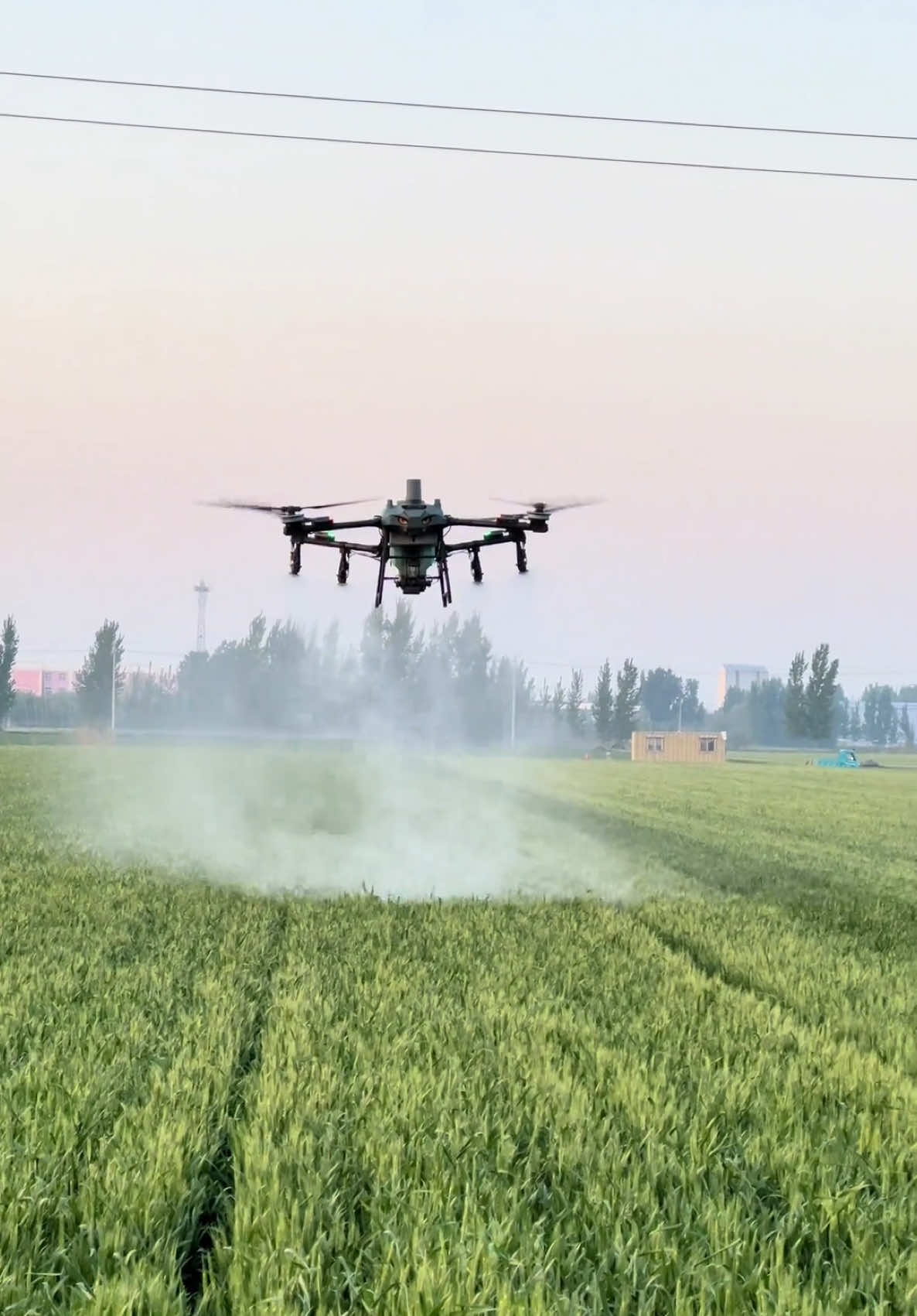 Gom lúa từ từ…T70 ✈️#dji #djit70 #drone #agriculture #corn #maybayphunthuoc #maybaynongnghiep #fyp #foryou 