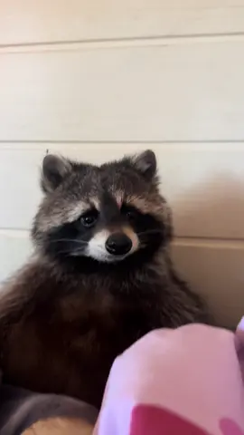 Guten morgen 😃 🦝😍Der liebe Scippie ist wach und wartet auf sein Früühstück😋🥜#cutebaby #funnytiktok #sweet #PetsOfTikTok #fyp #videoviral 