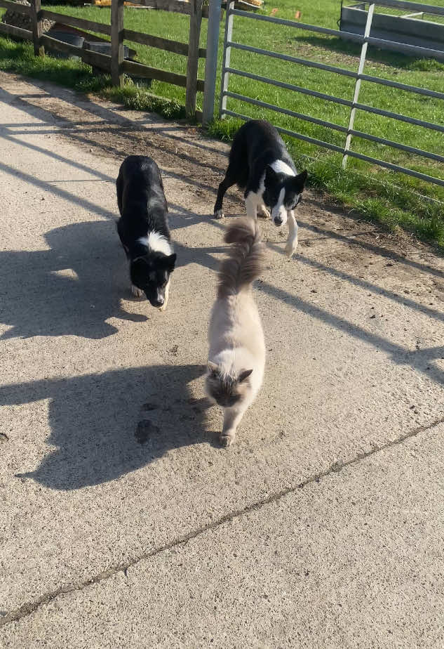 When there’s no sheep to herd the next best thing 😂😂 kinda looks like a sheep #workingsheepdog #sheepdog #bordercollie #sheepoftiktok #ragdoll #farm
