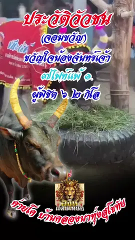 ประวัติวัวชน #จอมขวัญ #ขวัญใจน้องจันทร์เจ้า #ค่ายโคบ้านคลองนาทุ่ง #วัวชนภาคเหนือสุโขทัย🐂🐂🐂 #ประวัติวัวชน #สิงห์แดนเหนือ #สนามกีฬาชนโคทุ่งทะเลหลวงจังหวัดสุโขทัย 