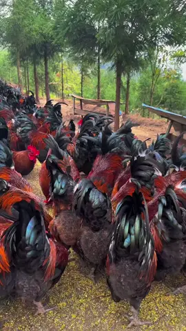#rooster #farming #chicken