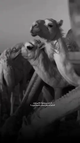#fyp #شعر #كتابات #explore #السعوديه 