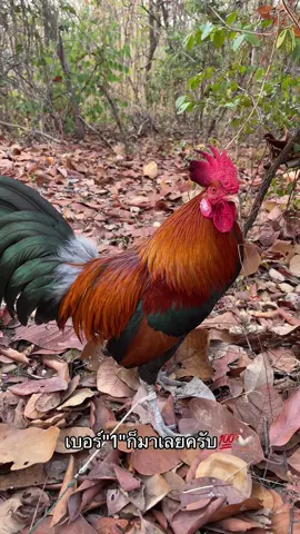 ไม่มีหมายออกเลยหมดไก่💯🐓#เหล่าหลังวัด💯🐓 #ต่อไก่ป่า🐓 #พรานโฟร์บ้านวัง💯😙 #เจ้าฟ้าผ่าเล็ก🐓 