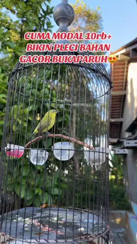 PLECI BAHAN GACOR NGALAS BUKA PARUH DALAM SEMALAM #pleci  #plecigacor  #plecigacorngalas  #plecigacorbukaparuh  #plecibukaparuh  #penggacorpleci  #metabolispleci  #plecijatim  #plecidakun  #plecidakunbali  #plecidakunpacitan  #metabolisdosistinggipleci  #vitaminsetinganlombapleci  #metabolisproboosterpleci  #metabolisprobooster  #metabolispleci  #metabolisplecimurah  #metabolissogondanpleci  #metabolisdopingpleci  #dopingpleci  #plecimania  #plecimaniaindonesia  #kicaumania  #kicaumaniaindonesia 