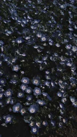 #naturephotography #nature #calm #relax #darkaesthetic #aesthetic #rain #forest #twilight 