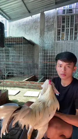 Tình hình lễ sáng giờ anh em sao rồi ..#gaubentre 