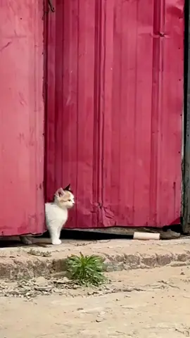 Mother cat protects kitten🤣🤣#funny #foryou #fpy #funnyanimals #funnyvideos #cat 