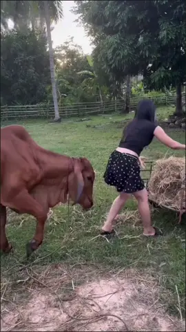 Although the cow looks honest, it also has a funny side.#funny #funny Cow#happy #happy Cow#animal #animals #funnyvideos #funnytiktok #cute #cute Cow#foryou #funnyanimals #dogs 