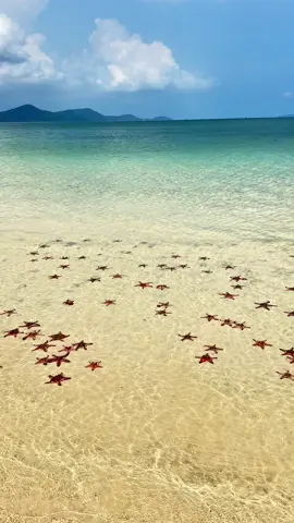 Rạch Vẹm mùa Lễ #xuhuong #phuquoc #rachvem #saobien #muihamrong 