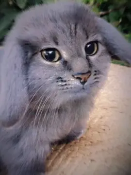 #cabbit