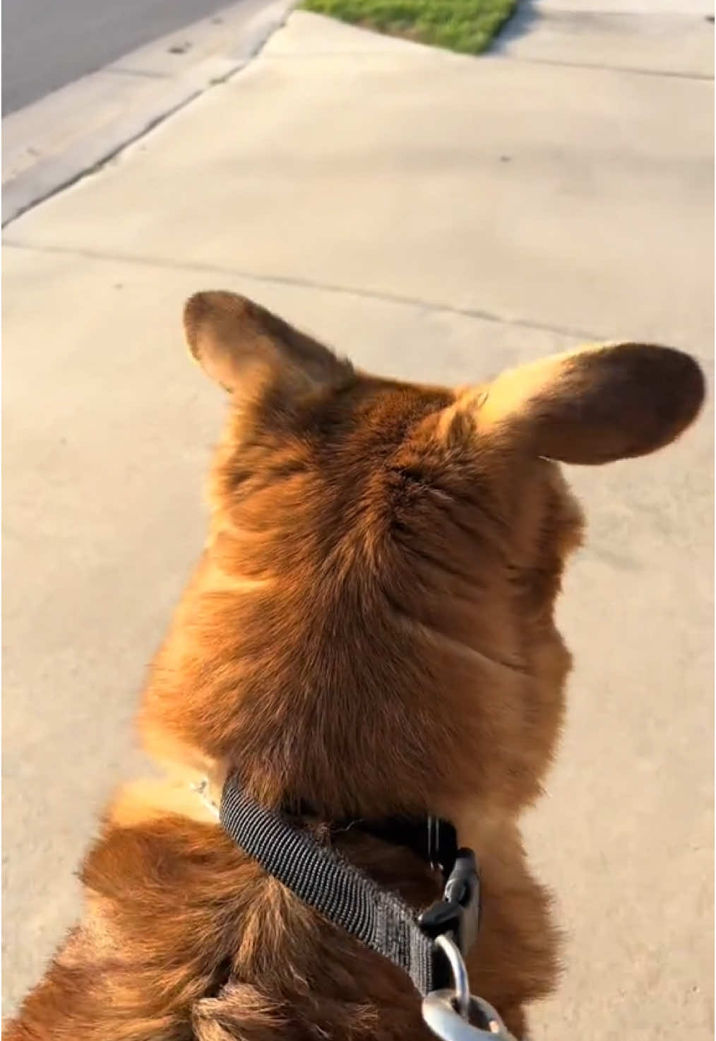 Zeke’s ears have a personality of their own (ig zekersandbeans) #dog 
