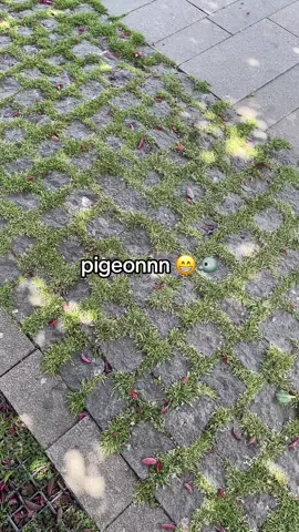 Pigeonnnnnnnnnnn