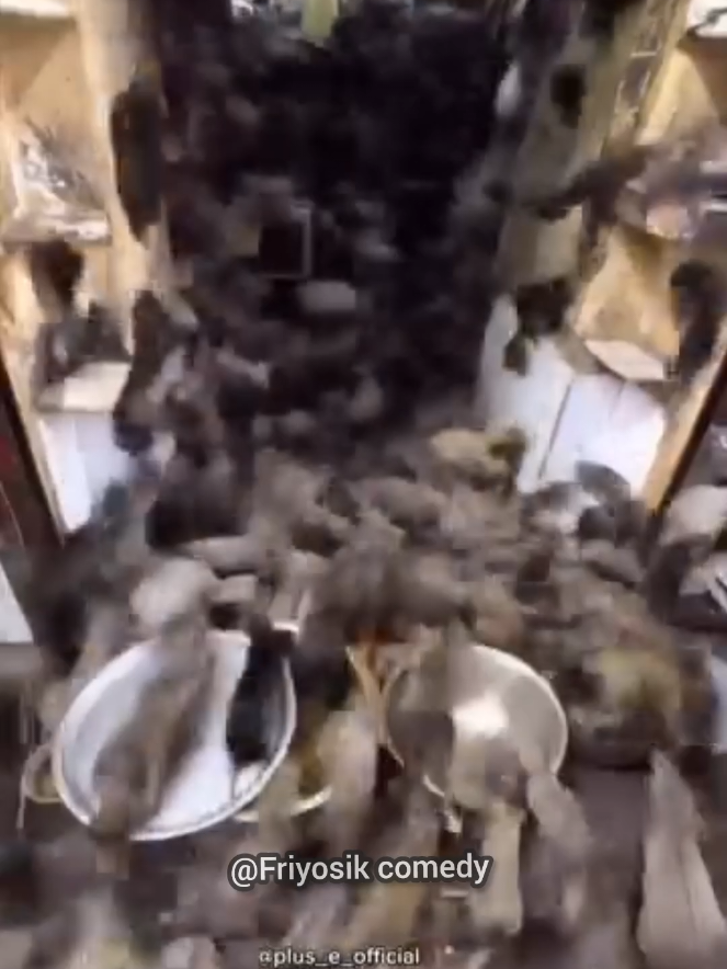 if na you what will you do #pellet #allthelove #funny #funnyvideos😂 #comedyvideo #trendingvideo #trendingsong 