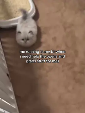 i love him #fyp #relatable #cattok #catmeme #couple #Love #Relationship #girlfriend #boyfriend #catsoftiktok 