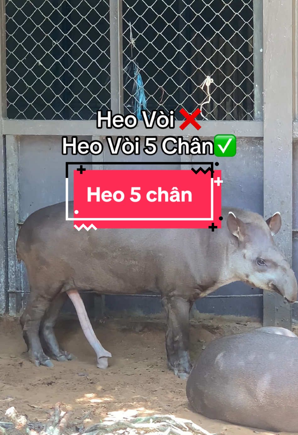 Có luôn hả #tuhaovietnam #wondersummer #vinpearlgolf #vinpearl #vinwonders #greencreator #safaripark #animal #safari #viral #xuhuong 