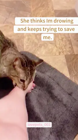 The cat is a protector.#cats #cutecats #foryou #funnytiktok #funnyvideos #usa #funnyanimals #fypシ #cute #funnycat #catlover #funnypets #viral #funny 
