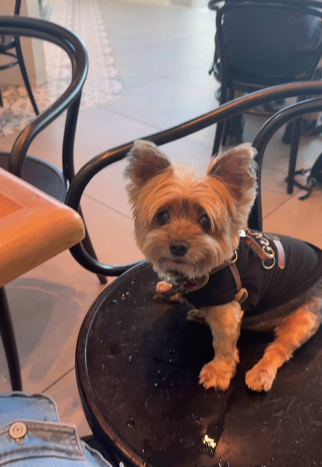 Unless they are a Mona azar fan then they definitely getting love & a selfie 💕. That’s a different story. #airport #yorkie #yorkiesoftiktok #boyfriend 