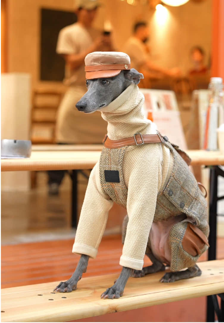 Dress to impress in our posh wool tweed VELLURE Overall🤩Styled to perfection with BONDIR #dogclothes #viral #dogsoftiktok #italiangreyhound #dogfashion #dogoutfit #stylishdog #dogsofinstagram 
