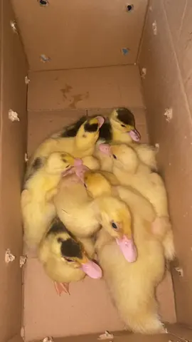 Ahamdulillah 8 ekor minti jumbo ori leherpanjang di jemput tuan baru nya 🙏🏻 semoga serasi ya abgda dan beranak pinak amin  Yang mau pesan silahkan wa 08158819172 Lokasi pematang siantar, Sumut. Jauh siap bantu kirim. Amanah 1000% #entokjumbo #original #leherpanjang #tronton #entokjumbosiantar #ternakentok #kandangentokjumbosiantar 