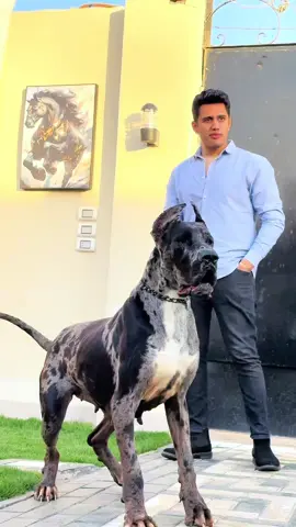 Sultana is the best Great Dane in the world 😍#basemhunt #dog #dogs #doglover #greatdane 