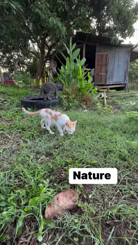My cats and natural beauty 🌹  #Cats #Meow #Fyp #Funnycat #Animals #viralvideo 